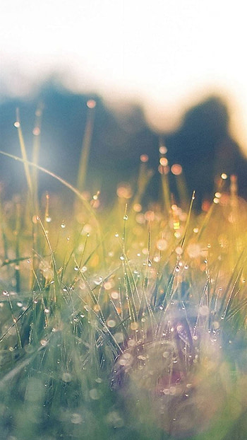 Grass, Lens Flare HD phone wallpaper