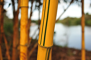 Golden Hawaiian, Bamboo HD wallpaper