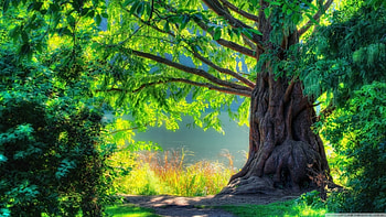 heavenly place, heavenly, place, sunlight, big, green, forest, tree HD wallpaper