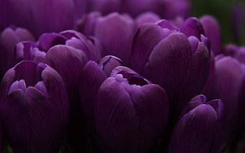 For > Purple Flower Black Background HD wallpaper