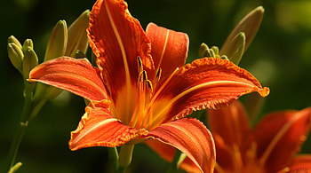 Orange lily, wild, orange, flower, lily HD wallpaper