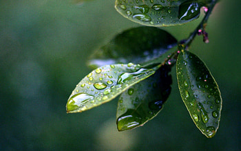 Leaves, Macro, Branch, Drops Of Water, Water Drops HD wallpaper