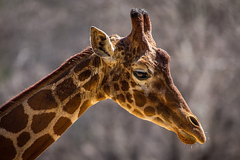 Animals, Muzzle, Stains, Spots, Giraffe, Profile, Neck HD wallpaper