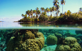 Nature, Palms, Coral, Island, Reefs, Under Water, Underwater, Azure HD wallpaper