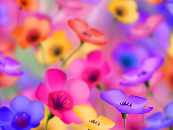 Flowers, Background HD wallpaper