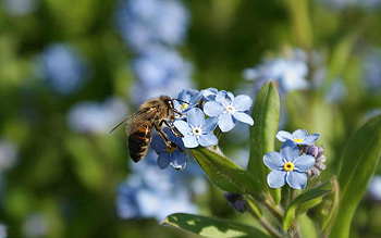 Flowers, Summer, Macro, Bee HD wallpaper