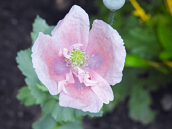 Pretty Poppy, graphy, Summer, Poppy, Nature, Raindrops, Flower HD wallpaper