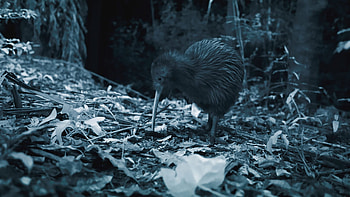 BBC Two New Zealand, Earth's Mythical Islands, Kiwis Detail Freaks HD wallpaper