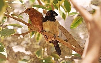 Animals, Birds HD wallpaper