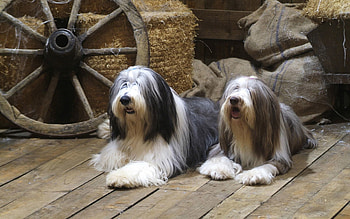 Animals, Dogs, Couple, Pair, To Lie Down, Lie, Wheel, Barn, Shed, Wooden Floor, Bags, Bearded Collie HD wallpaper