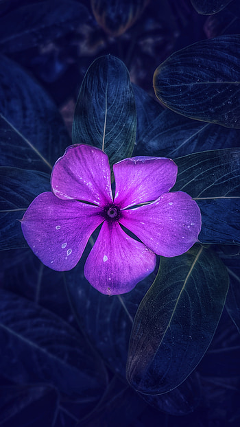 Beautiful flower, magenta, petal HD phone wallpaper