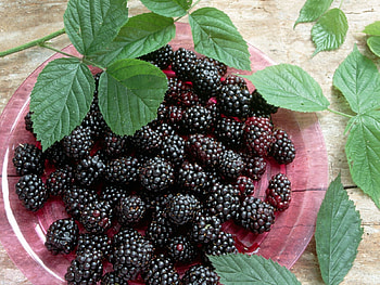 Food, Leaves, Blackberry, Bakery Products, Baking HD wallpaper