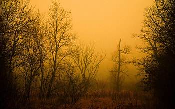 Nature, Trees, Autumn, Forest, Fog, Haze, Naked HD wallpaper