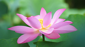 Botanic flora, Lotus bloom HD wallpaper