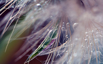 Macro, Shine, Light, Dandelion, Fluff, Fuzz, Seeds, Seed HD wallpaper