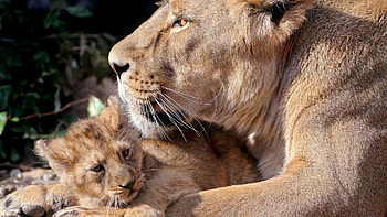 Lions Tigers Animals Cool Cat - HD wallpaper