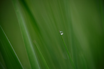 Grass, Plant, Macro, Drop HD wallpaper