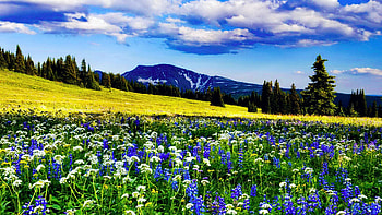 Mountain Meadow, spring, blossoms, hills, clouds, landscape, trees, sky HD wallpaper