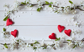 Happy Valentine's Day!, white, spring, valentine, wood, flower, red, card, heart, blossom HD wallpaper