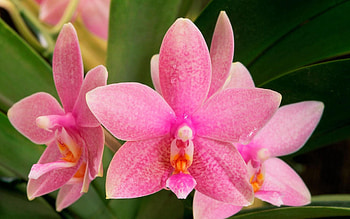 Flower, Macro, Color, Point, Points, Orchid HD wallpaper