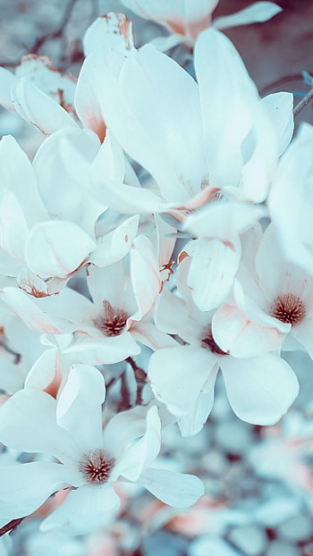 Magnolia flowers, Mobile HD phone wallpaper