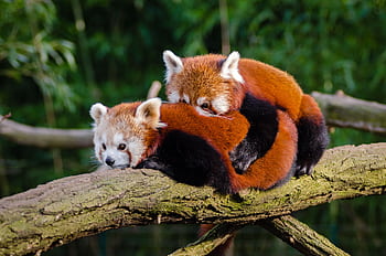 Two fluffy red pandas embrace on a tree branch in their natural habitat. HD wallpaper