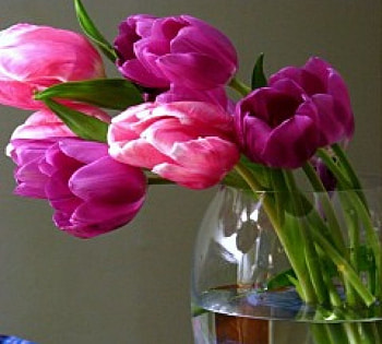 Beautiful tulips for Fireangls4, colorful, natural, vase, beautiful, tulips, spring, beauty, purple, pink, petals, glass, nature, flowers, water HD wallpaper