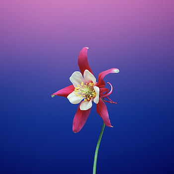 Ios 11 Flower Aquilegia, ios11, apple, flowers, -8, -x HD phone wallpaper