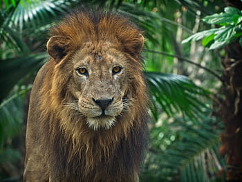 Close-up of a regal lion with a majestic mane amidst lush jungle greenery. HD wallpaper