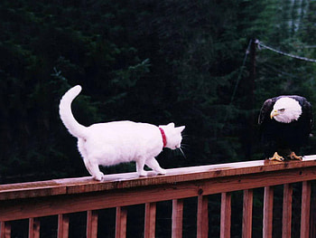 Brave Cat, eagle, animals, fence, cat, domestic HD wallpaper