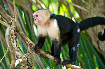 Capuchin Monkey, capuchin, monkey, primate, ape HD wallpaper