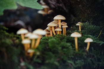 Nature, Mashrooms, Macro, Moss HD wallpaper