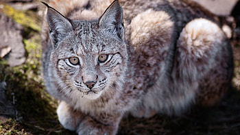 Lynx, Animal , Stunning visual, 's charm HD wallpaper