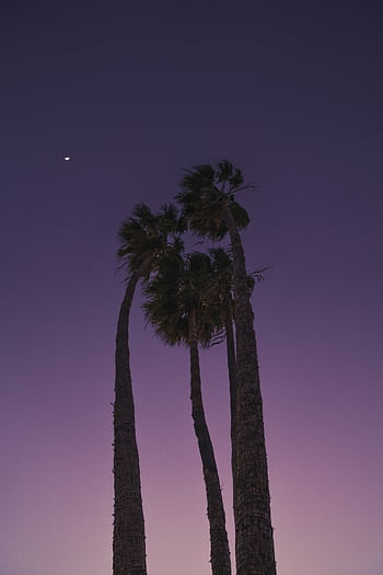 Silhouetted palm trees under a purple twilight sky with a crescent moon. HD phone wallpaper