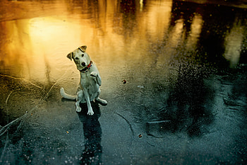 Funny, Animals, Dog, Pet, Playful, Paw HD wallpaper