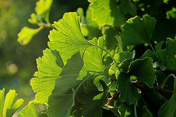 Ginkgo Biloba, Japanese aesthetics, Full , Nature's elegance HD wallpaper