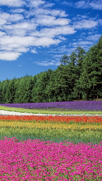 Nature flowers HD phone wallpaper