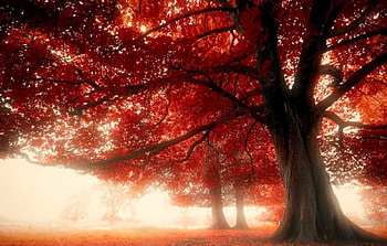 Autumn Morning Mist, mist, morning, autumn, tree, fall leaves HD wallpaper