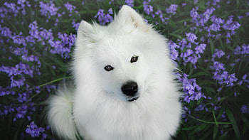 White Samoyed Dog Is Looking Up In Lavender Flowers Background Dog HD wallpaper