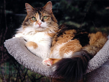 Animals, Cat, Fluffy, To Lie Down, Lie HD wallpaper