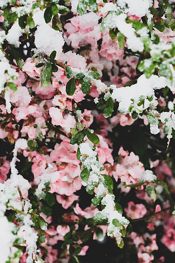 Flowers, Leaves, Snow, Branches HD phone wallpaper