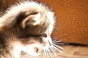 Cat, kitten, sweet, kitty, cats, cute, beautiful, paws, beauty, cat face, pretty, animals, face, lovely, hat HD wallpaper