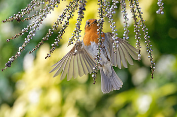 European Robin, Fruits, Wingspan, Berries, Branches, Bird HD wallpaper