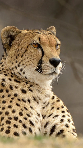 Animal cheetah, Mobile , Cute and wild, Beautiful feline HD phone wallpaper