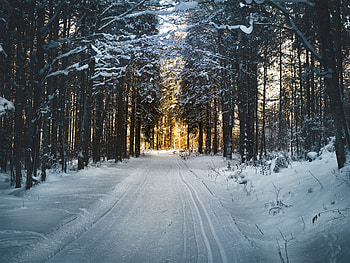 Winter, snow road, trees, nature HD wallpaper