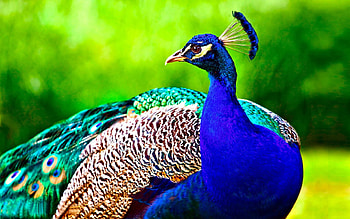Peacock , Trump , Stunning plumage, Vibrant colors HD wallpaper
