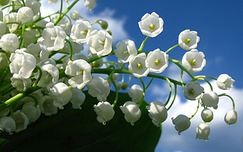 Flowers, Sky, Clouds, Bluebells, Lily Of The Valley, Greens HD wallpaper