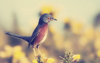 Animals, Bird, Beak, Profile HD wallpaper
