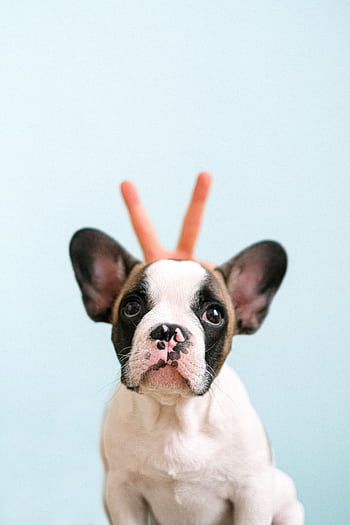 Adorable French Bulldog puppy with playful bunny ears against a light blue background. HD phone wallpaper