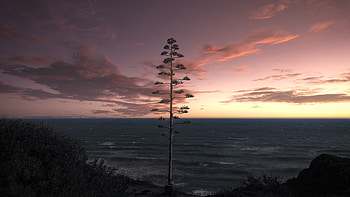 Tree Ocean Seascape Sky , tree, ocean, sky, nature HD wallpaper